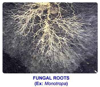 NCERT notes, free, CBSE notes, root, root system, Characteristics of root, functions of root, modifications of root, tap root system, fibrous root system